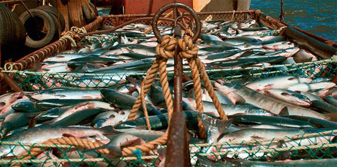Value chain of fish and fishery products